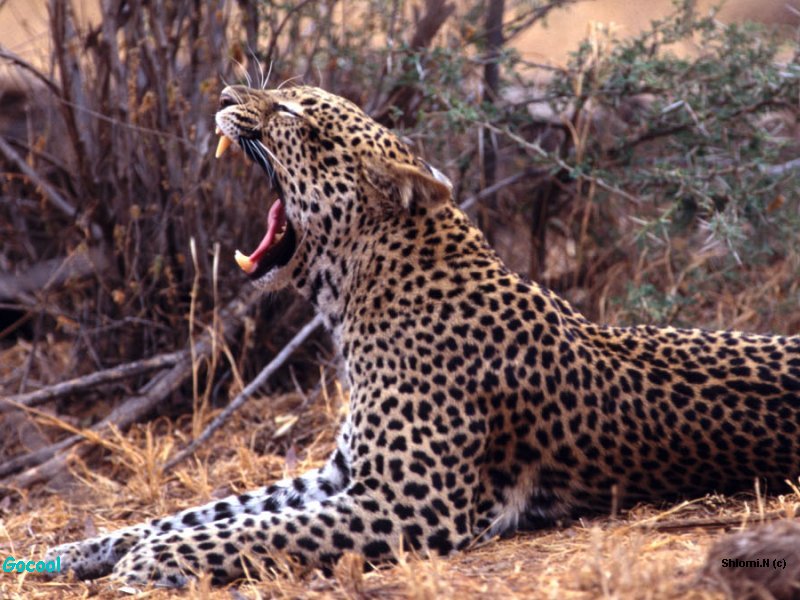 Leopard's Big Yawn; DISPLAY FULL IMAGE.