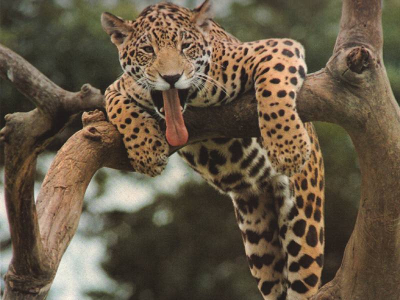 Hot Leopard; DISPLAY FULL IMAGE.