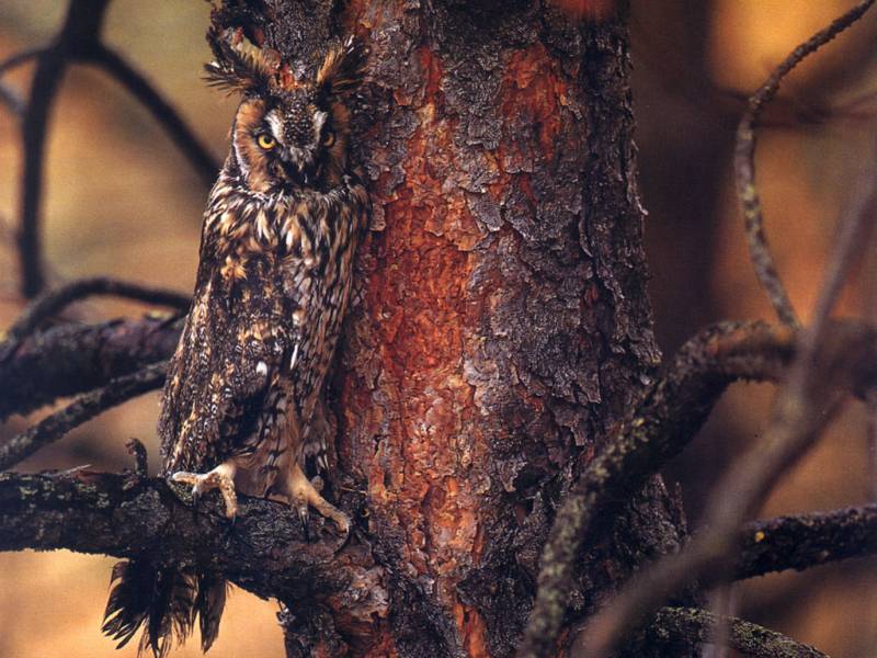 Horny owl; DISPLAY FULL IMAGE.