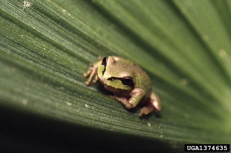 Pacific Treefrog (Pseudacris regilla) {!--(북미)태평양청개구리-->; DISPLAY FULL IMAGE.