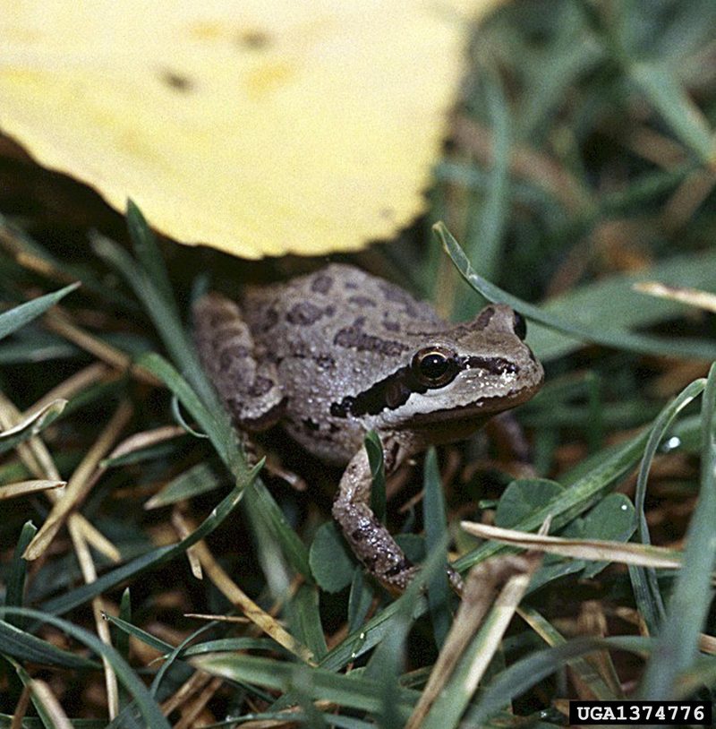 Pacific Treefrog (Pseudacris regilla) {!--(북미)태평양청개구리-->; DISPLAY FULL IMAGE.