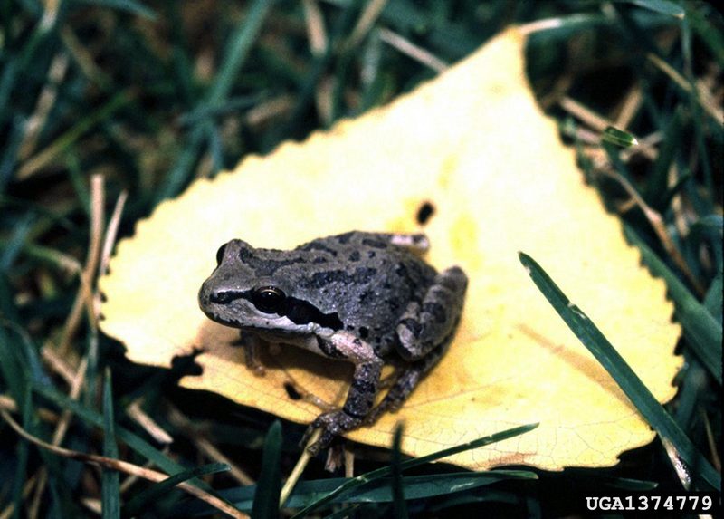 Pacific Treefrog (Pseudacris regilla) {!--(북미)태평양청개구리-->; DISPLAY FULL IMAGE.