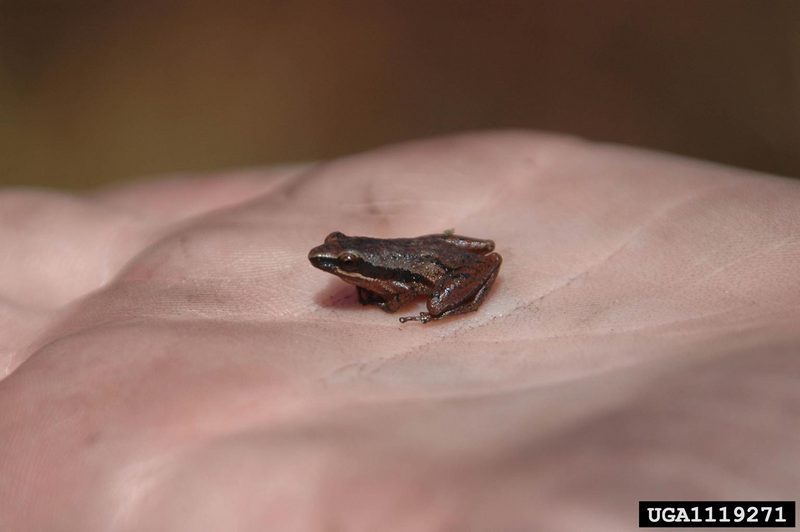 Little Grass Frog (Pseudacris ocularis) {!--(북미)풀청개구리-->; DISPLAY FULL IMAGE.