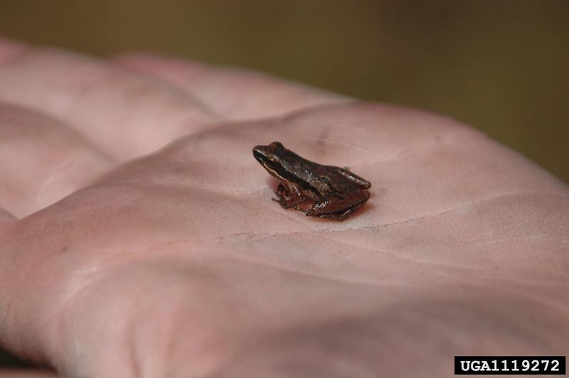 Little Grass Frog (Pseudacris ocularis) {!--(북미)풀청개구리-->; DISPLAY FULL IMAGE.