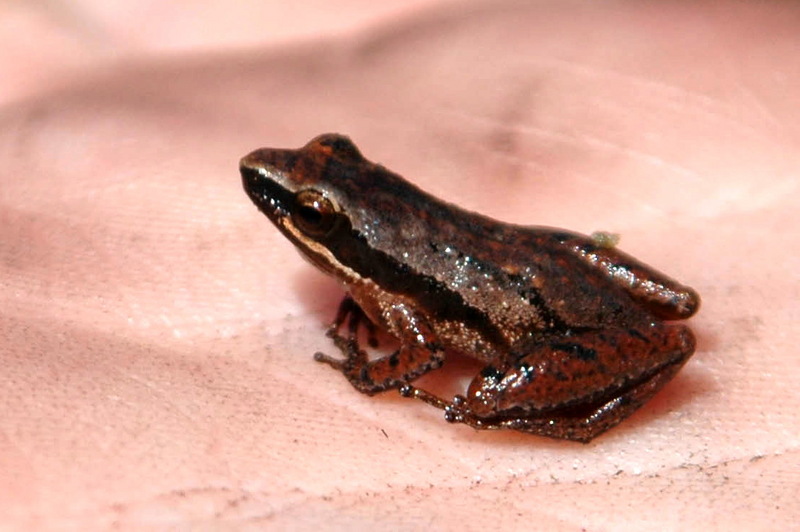 Little Grass Frog (Pseudacris ocularis) {!--(북미)풀청개구리-->; DISPLAY FULL IMAGE.