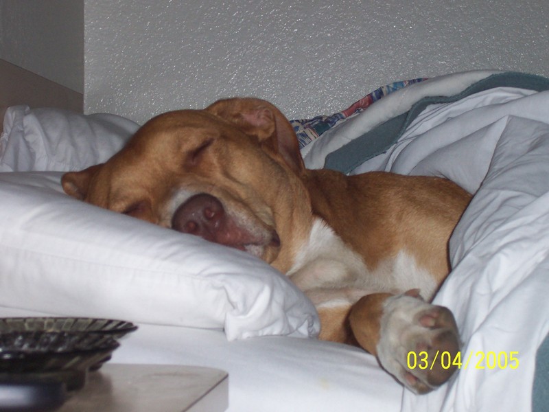 Puppy; DISPLAY FULL IMAGE.