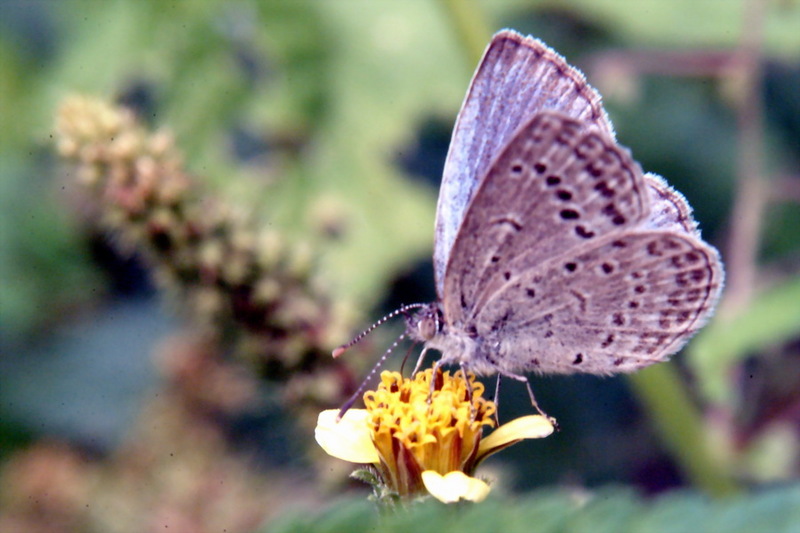 Pseudozizeeria maha (Pale Grass Blue Butterfly) {!--남방부전나비-->; DISPLAY FULL IMAGE.
