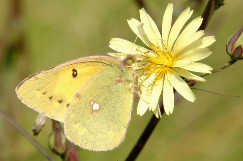 Colias erate (Eastern Pale Clouded Yellow) {!--노랑나비-->; DISPLAY FULL IMAGE.