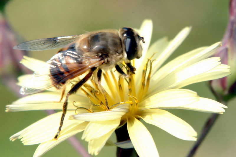 Hoverfly; DISPLAY FULL IMAGE.