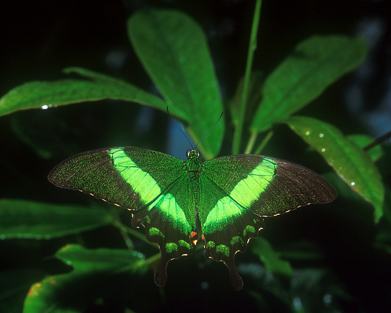 Banded Peacock; DISPLAY FULL IMAGE.