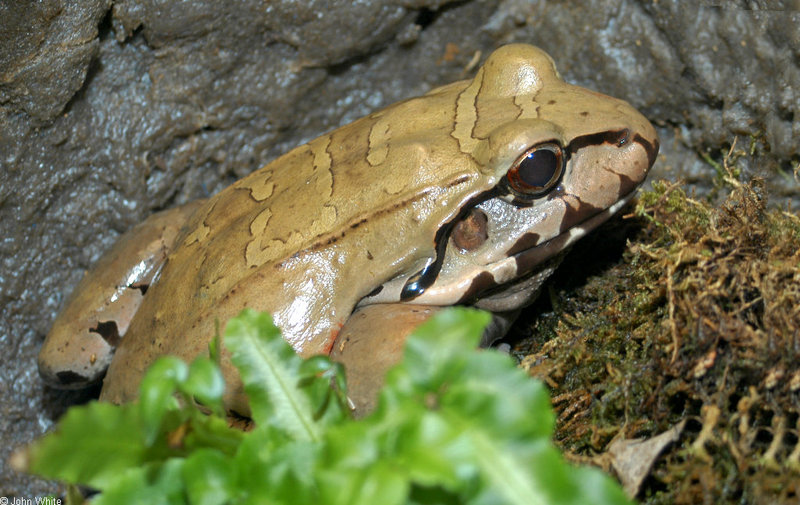 Smokey Jungle Frog (Leptodactylus pentadactylus)040; DISPLAY FULL IMAGE.