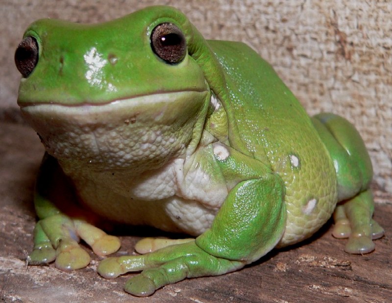 Fat Frog; DISPLAY FULL IMAGE.
