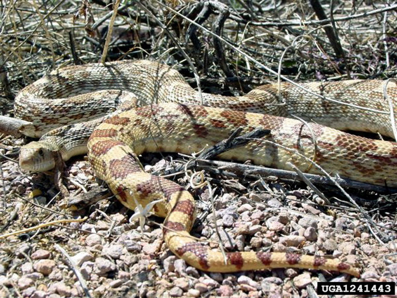 Gopher Snake (Pituophis catenifer) {!--황소뱀-->; DISPLAY FULL IMAGE.