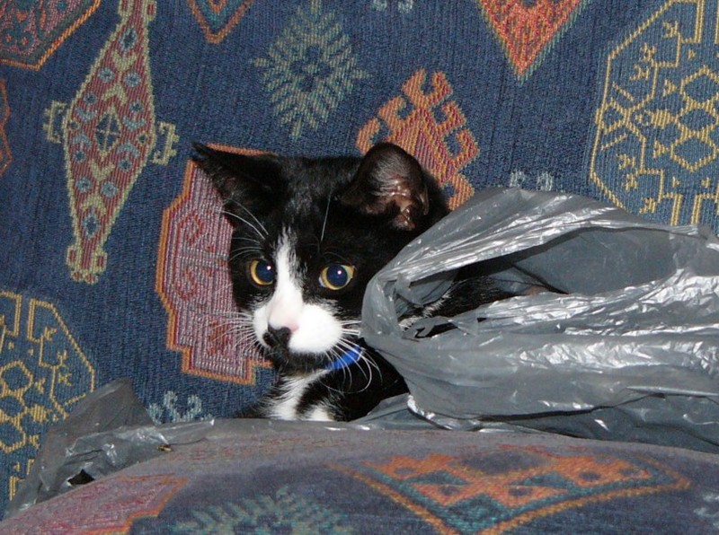 Dickey in plastic 4; DISPLAY FULL IMAGE.