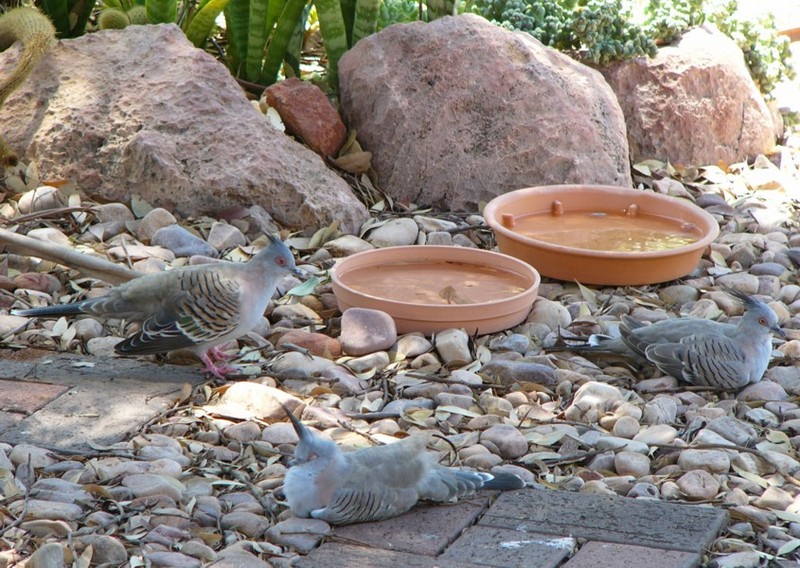 basking birds (Australian Crested Pigeon); DISPLAY FULL IMAGE.