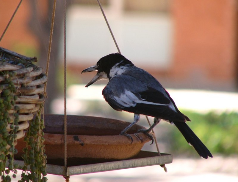 bird on  bath (Butcherbird); DISPLAY FULL IMAGE.