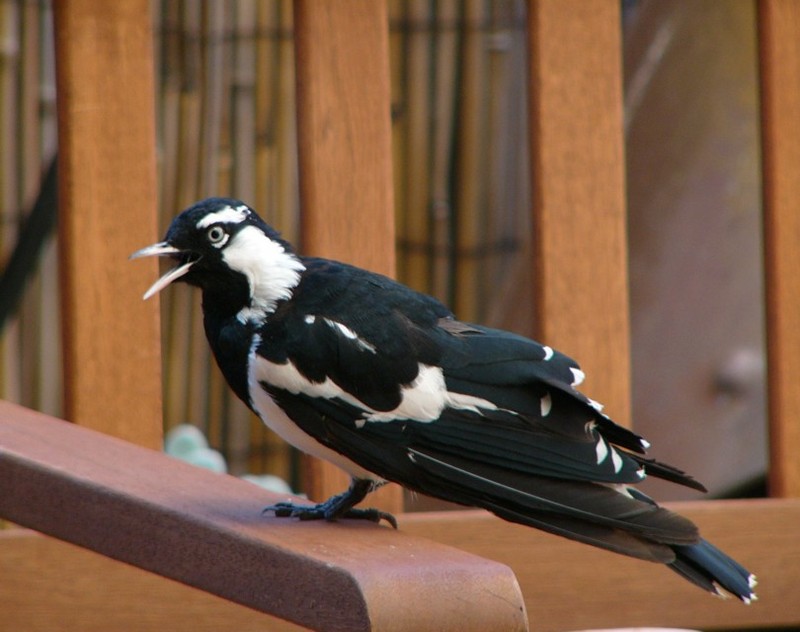 bird on a chair (Peewee); DISPLAY FULL IMAGE.