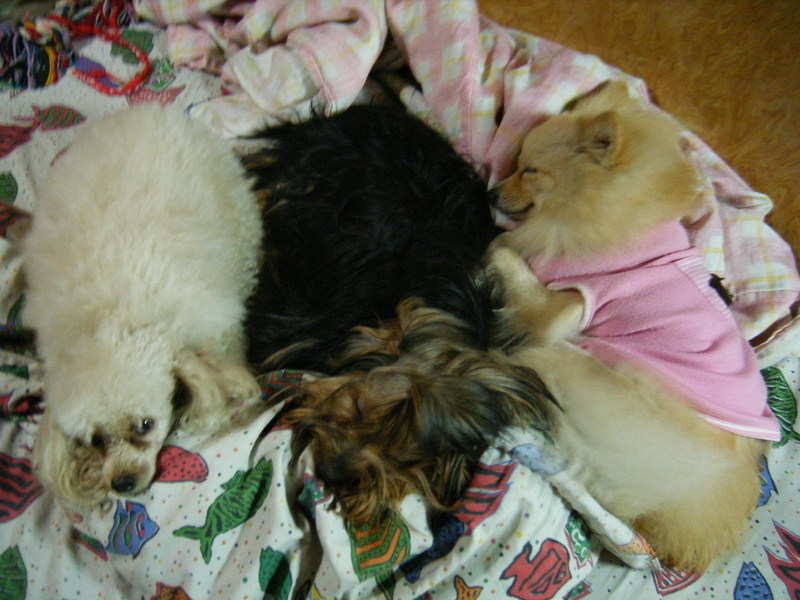 SO CUTE...Thailand; DISPLAY FULL IMAGE.