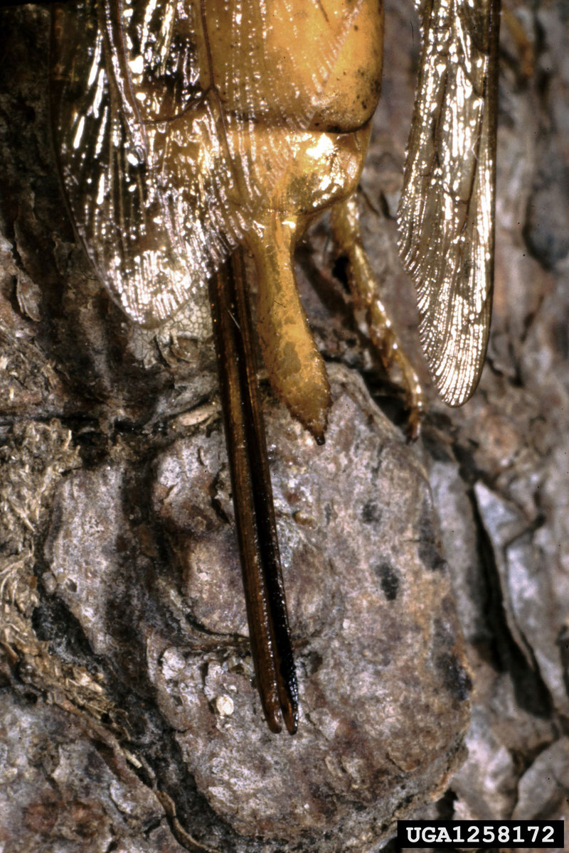 giant wood wasp (Urocerus gigas) {!--잣나무송곳벌-->; DISPLAY FULL IMAGE.