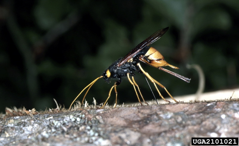 giant wood wasp (Urocerus gigas) {!--잣나무송곳벌-->; DISPLAY FULL IMAGE.