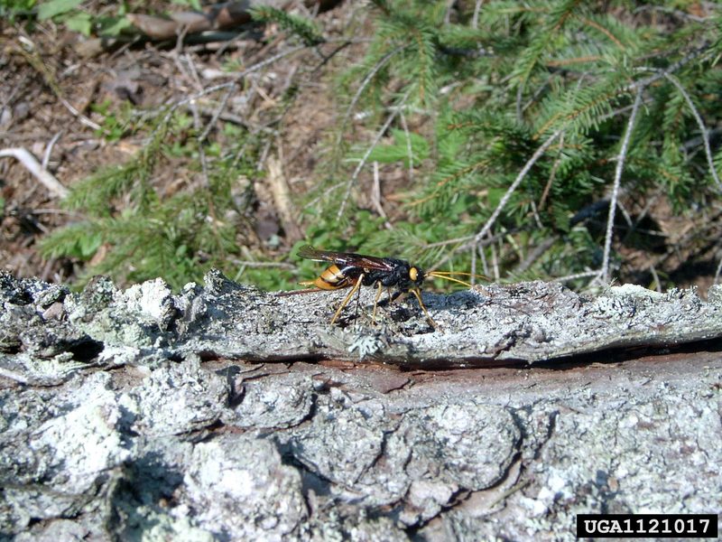 giant wood wasp (Urocerus gigas) {!--잣나무송곳벌-->; DISPLAY FULL IMAGE.