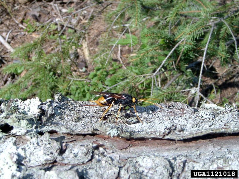 giant wood wasp (Urocerus gigas) {!--잣나무송곳벌-->; DISPLAY FULL IMAGE.