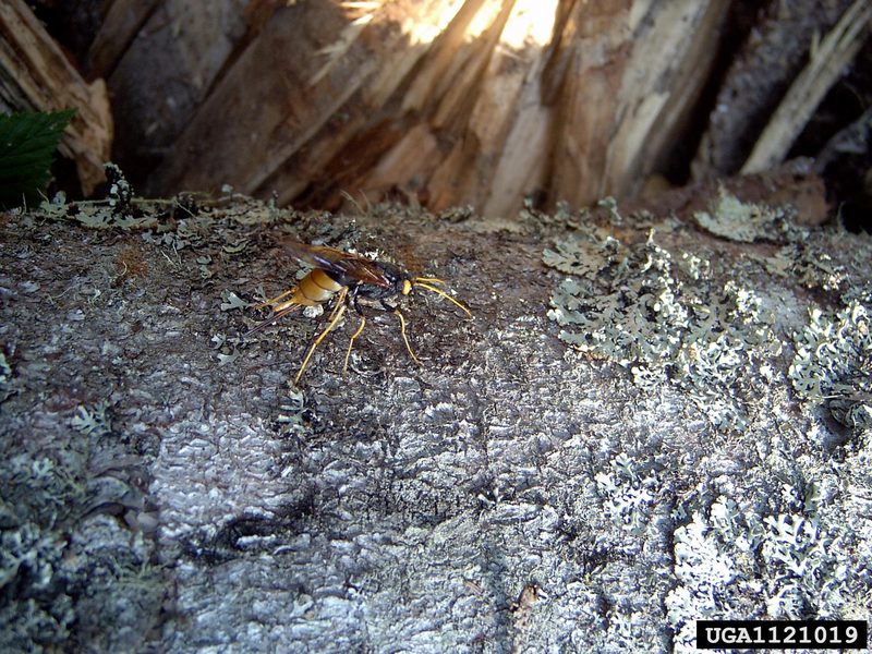 giant wood wasp (Urocerus gigas) {!--잣나무송곳벌-->; DISPLAY FULL IMAGE.