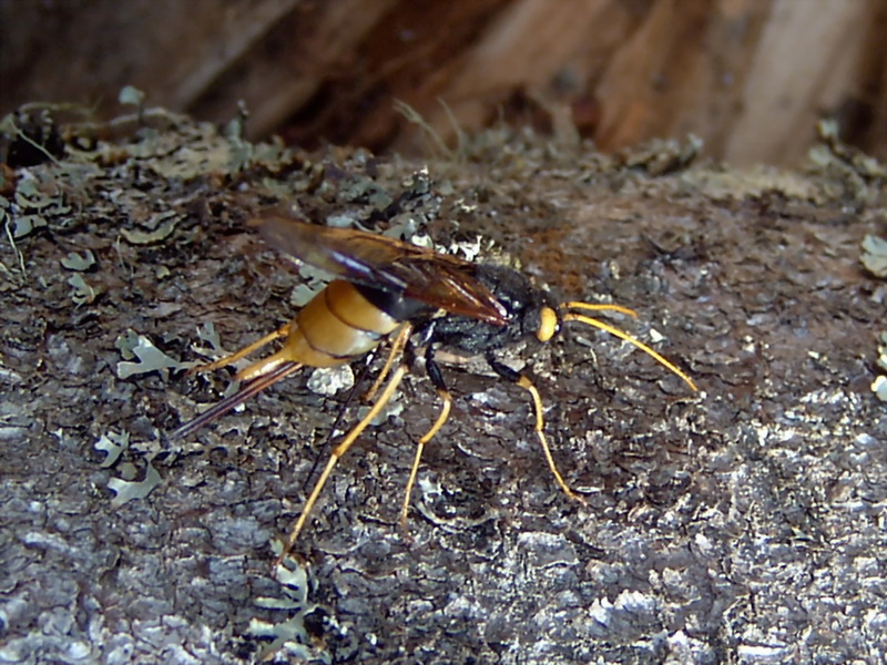 giant wood wasp (Urocerus gigas) {!--잣나무송곳벌-->; DISPLAY FULL IMAGE.