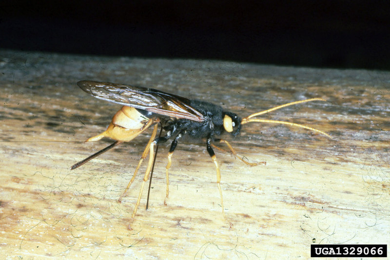 giant wood wasp (Urocerus gigas) {!--잣나무송곳벌-->; DISPLAY FULL IMAGE.