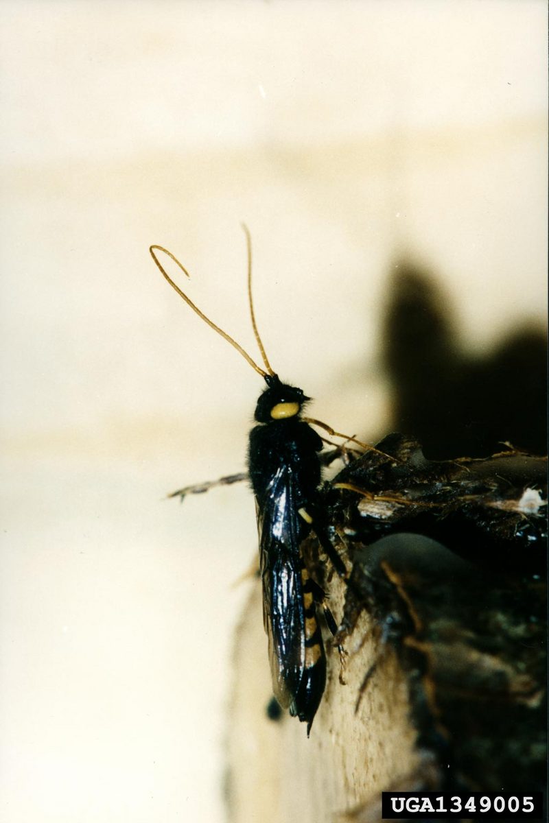 giant wood wasp (Urocerus gigas) {!--잣나무송곳벌-->; DISPLAY FULL IMAGE.