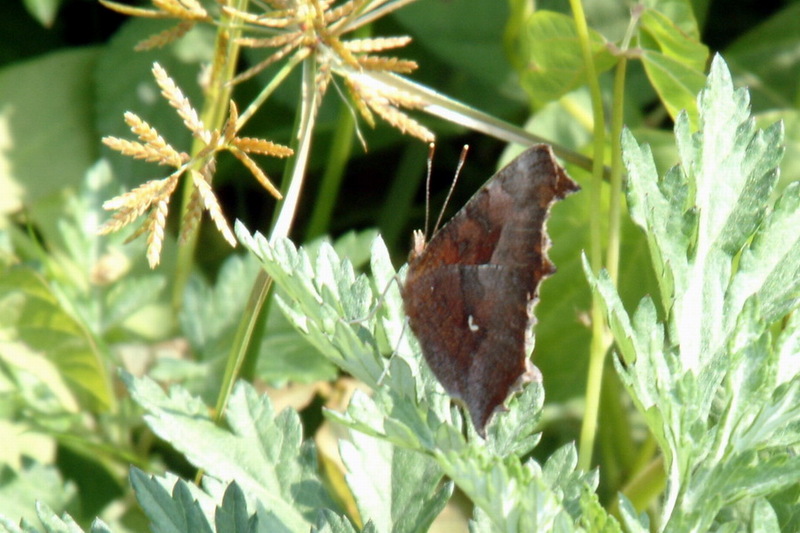 Polygonia c-aureum (Asian Comma Butterfly) {!--네발나비-->; DISPLAY FULL IMAGE.