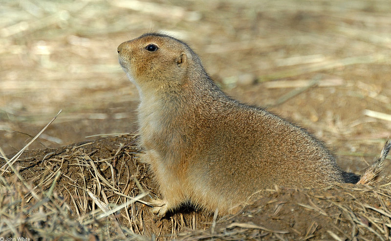 Black-Tailed Prairie Dog (Cynomys ludovicianus)006; DISPLAY FULL IMAGE.