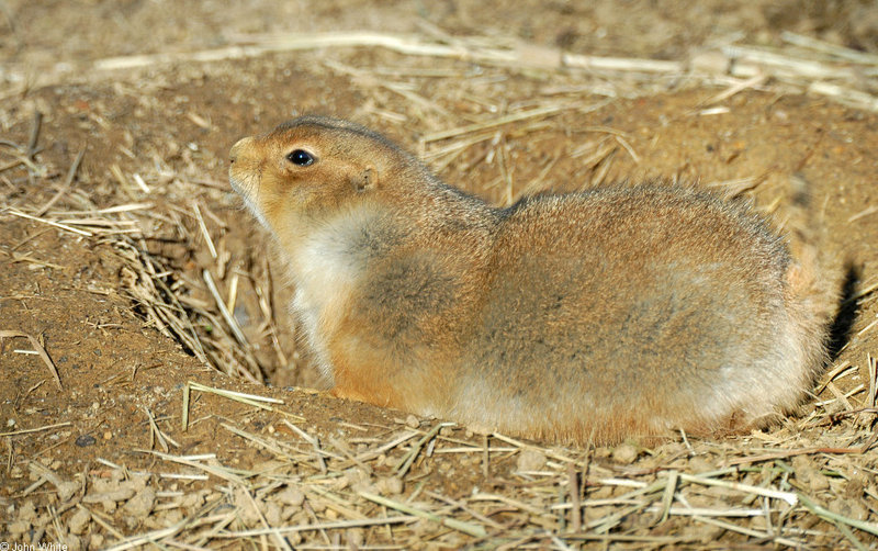 Black-Tailed Prairie Dog (Cynomys ludovicianus)016; DISPLAY FULL IMAGE.