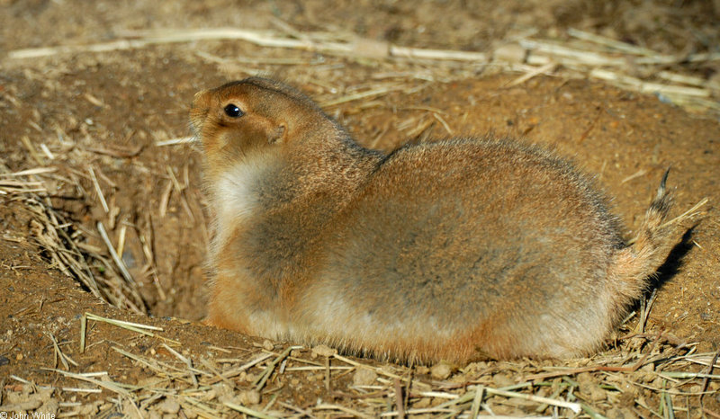 Black-Tailed Prairie Dog (Cynomys ludovicianus)017; DISPLAY FULL IMAGE.