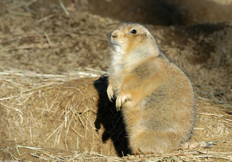 Black-Tailed Prairie Dog (Cynomys ludovicianus)028; DISPLAY FULL IMAGE.