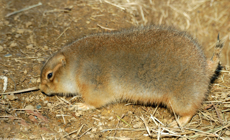 Black-Tailed Prairie Dog (Cynomys ludovicianus)052; DISPLAY FULL IMAGE.