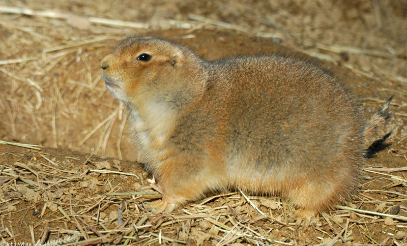 Black-Tailed Prairie Dog (Cynomys ludovicianus)056; DISPLAY FULL IMAGE.