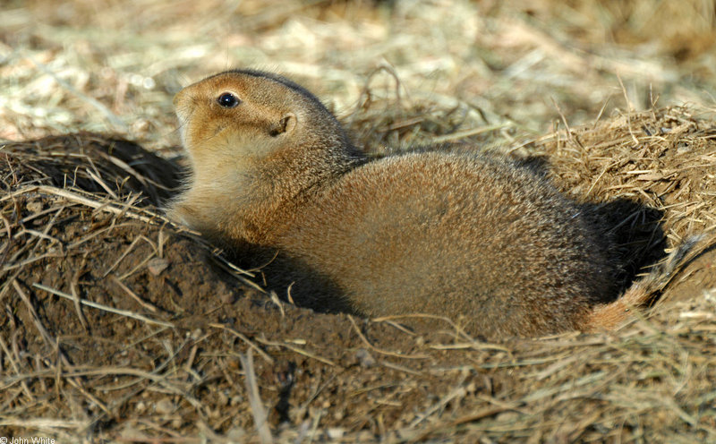 Black-Tailed Prairie Dog (Cynomys ludovicianus)096; DISPLAY FULL IMAGE.