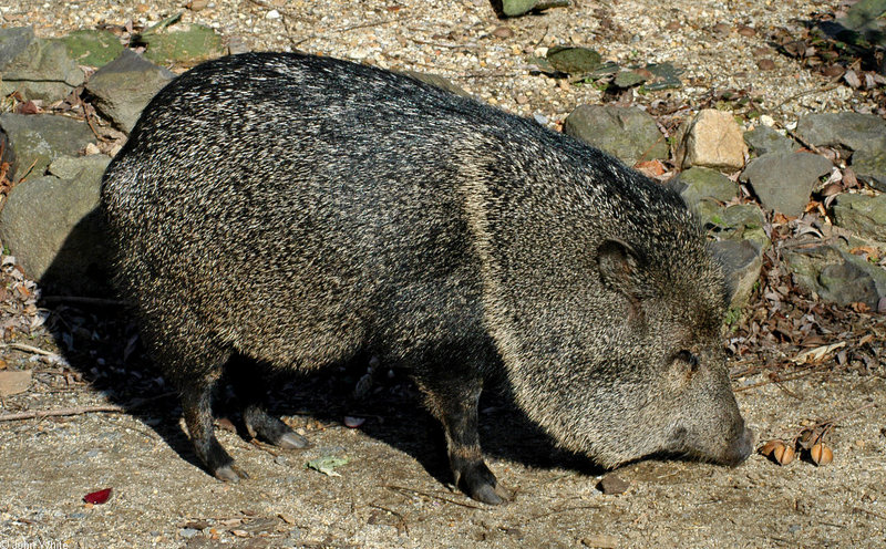 Collared Peccary (Tayassu tajacu); DISPLAY FULL IMAGE.