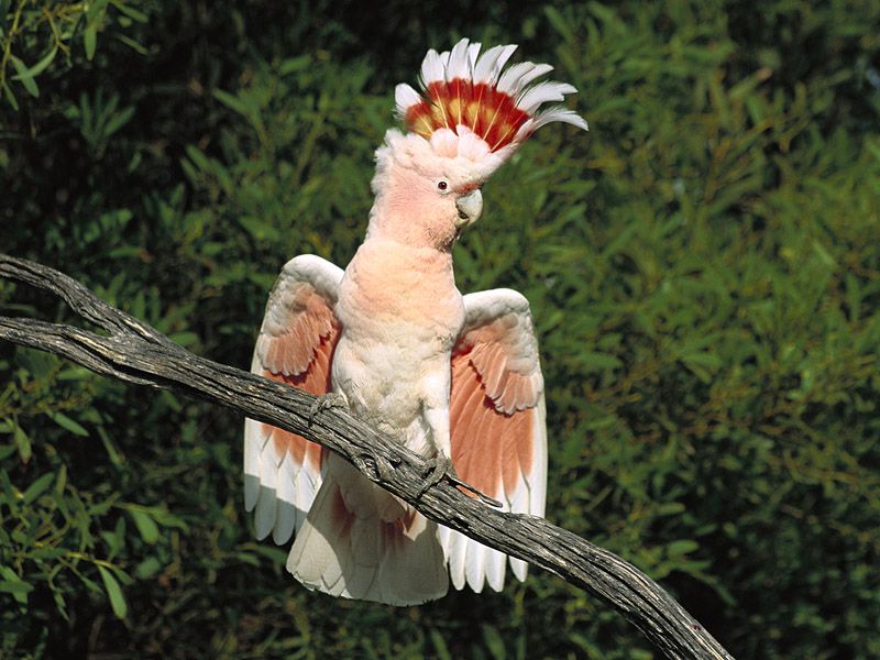 Major Mitchell's Cockatoo; DISPLAY FULL IMAGE.