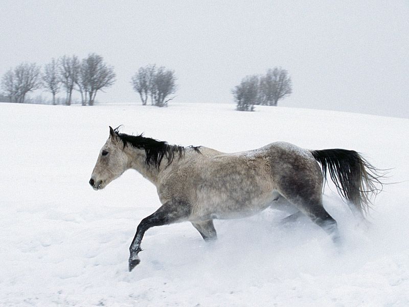 Winter Run_horse; DISPLAY FULL IMAGE.