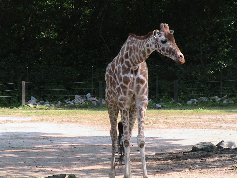 Girrafe, South Carolina; DISPLAY FULL IMAGE.