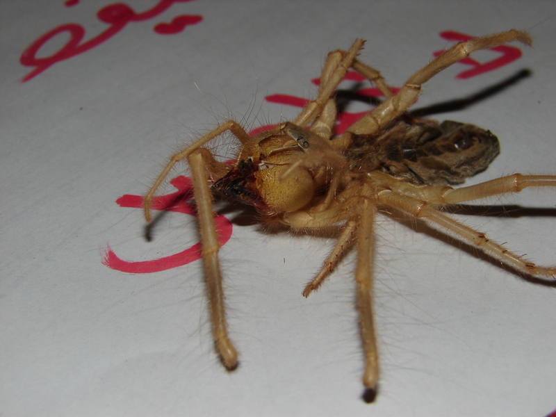 Camel Spider; DISPLAY FULL IMAGE.
