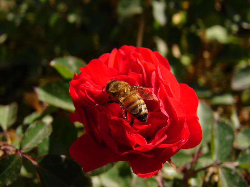 Bee at work; DISPLAY FULL IMAGE.