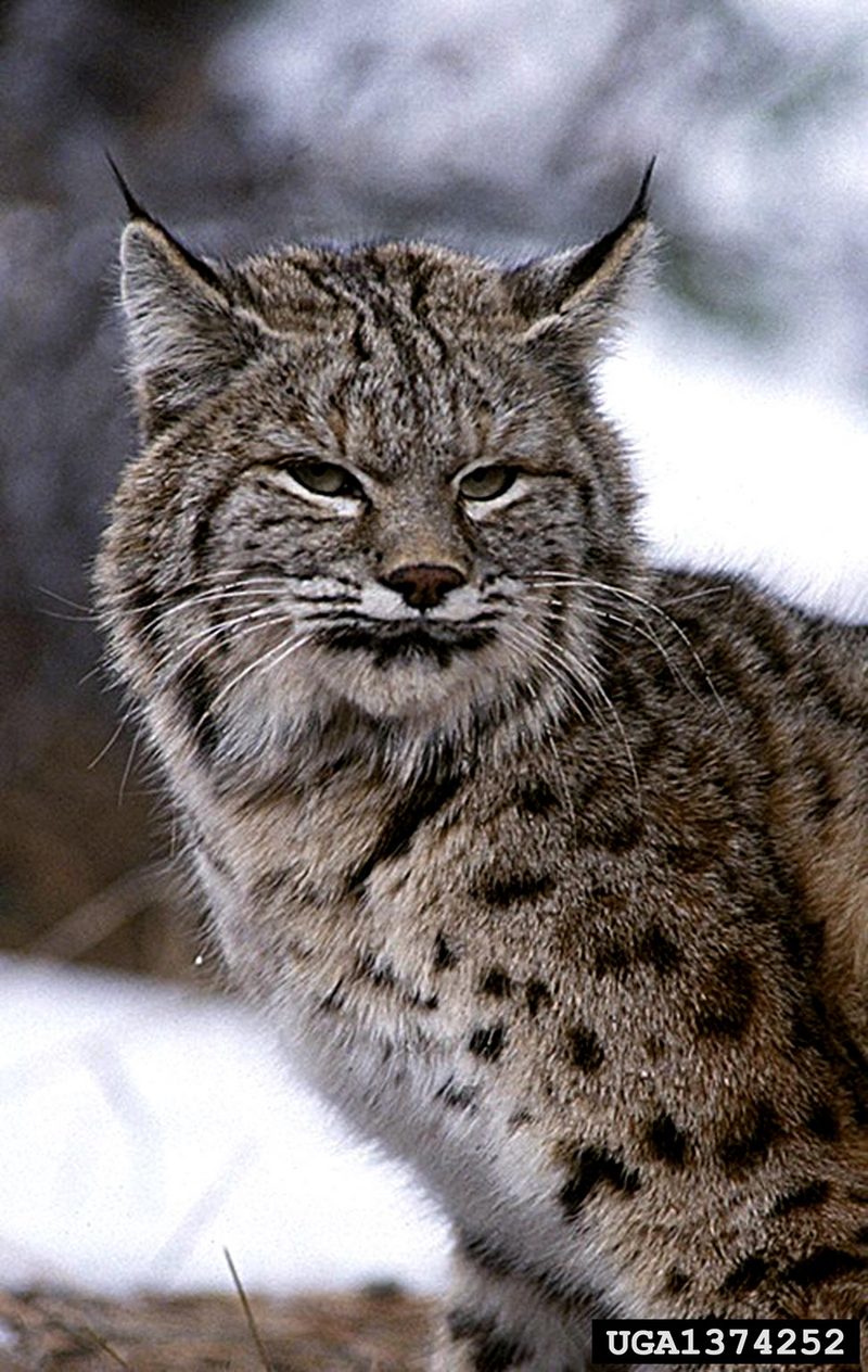 Bobcat (Lynx rufus) {!--밥캣(붉은스라소니)-->; DISPLAY FULL IMAGE.