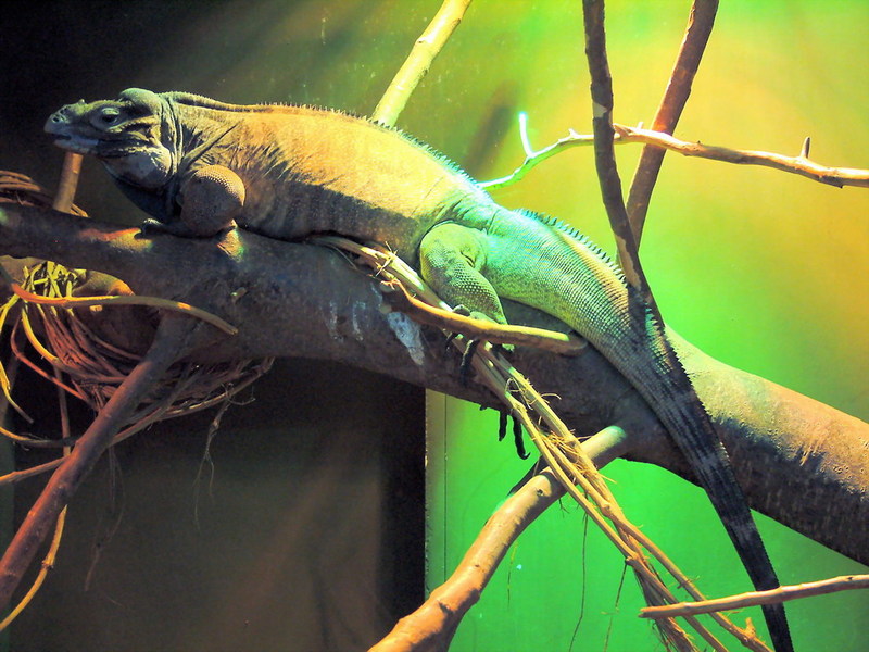 Rhinoceros Iguana; DISPLAY FULL IMAGE.