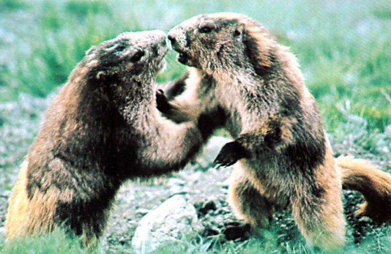 Olympic Marmots; DISPLAY FULL IMAGE.