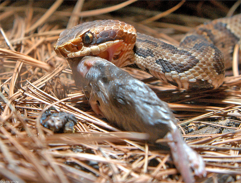 Eastern Cottonmouth  (Agkistrodon piscivorus piscivorus) 107; DISPLAY FULL IMAGE.