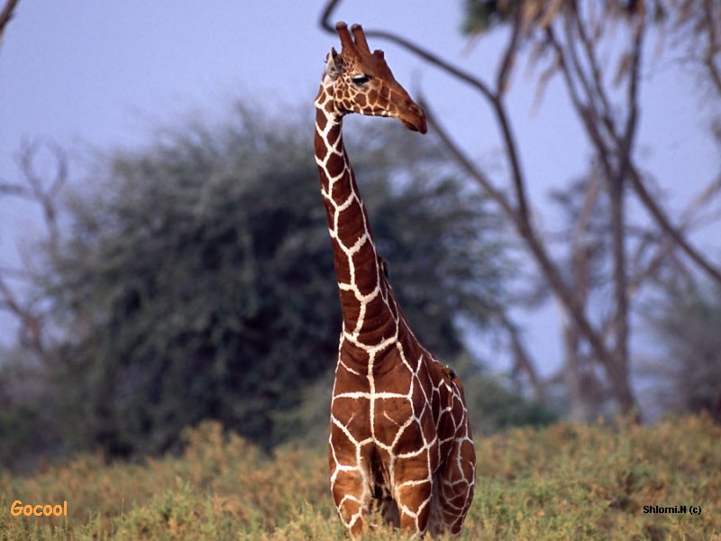 Giraffe; DISPLAY FULL IMAGE.