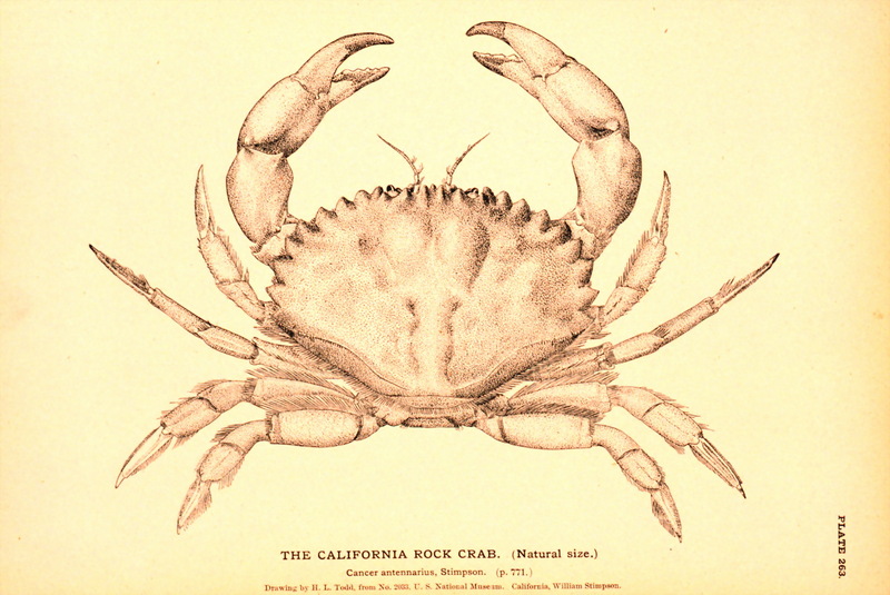 Pacific Rock Crab (Cancer antennarius) {!--태평양바위게-->; DISPLAY FULL IMAGE.